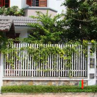 Hàng rào sắt hộp đẹp